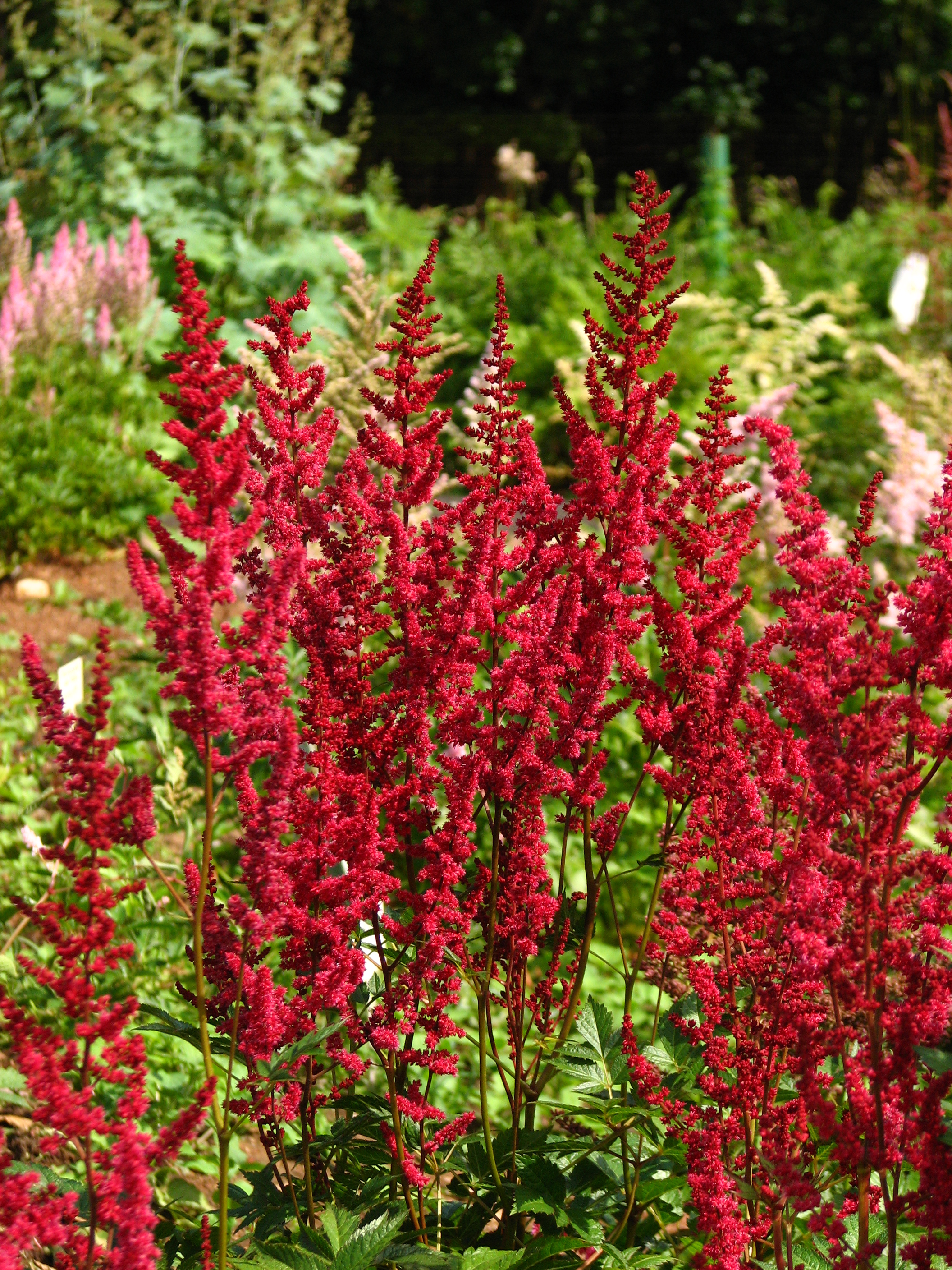 Astilbe arendsii 'Glut'